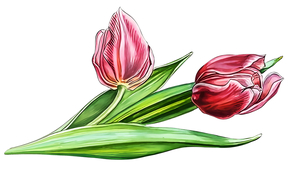Два тюльпана - картинки для гравировки